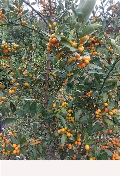 金豆苗盆景小苗豆苗山桔苗野山柑树苗长青金豆苗木苗圃直销5080厘米