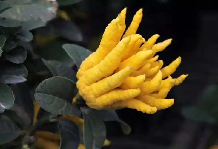 每天学一味中药:佛手