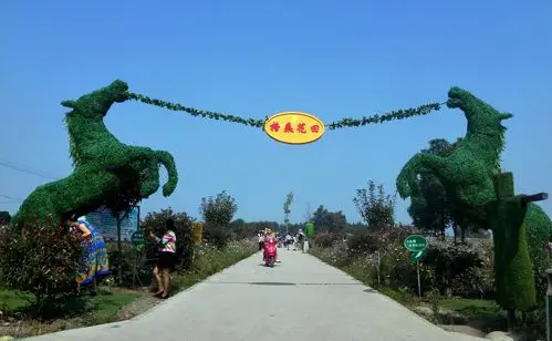 国庆不看人海看花海  什邡马祖故里百亩格桑花盛放