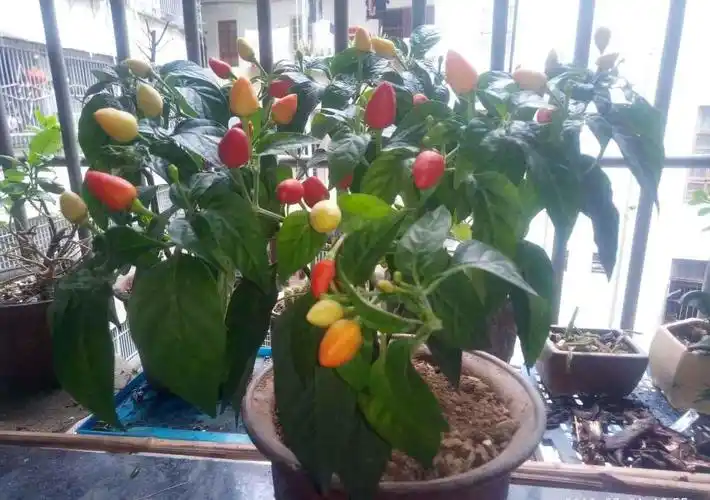 家里养盆五彩椒,记住4个点,突突冒出满盆果子