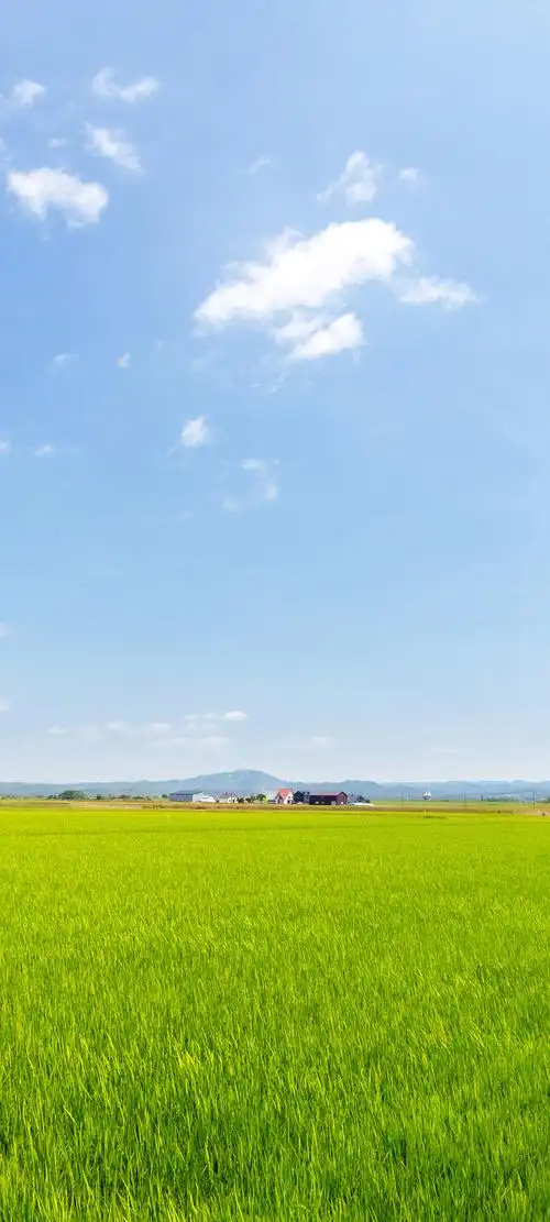 绿色草地于蓝色天空风景手机壁纸