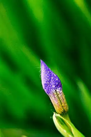 含苞待放的鸢尾花苞