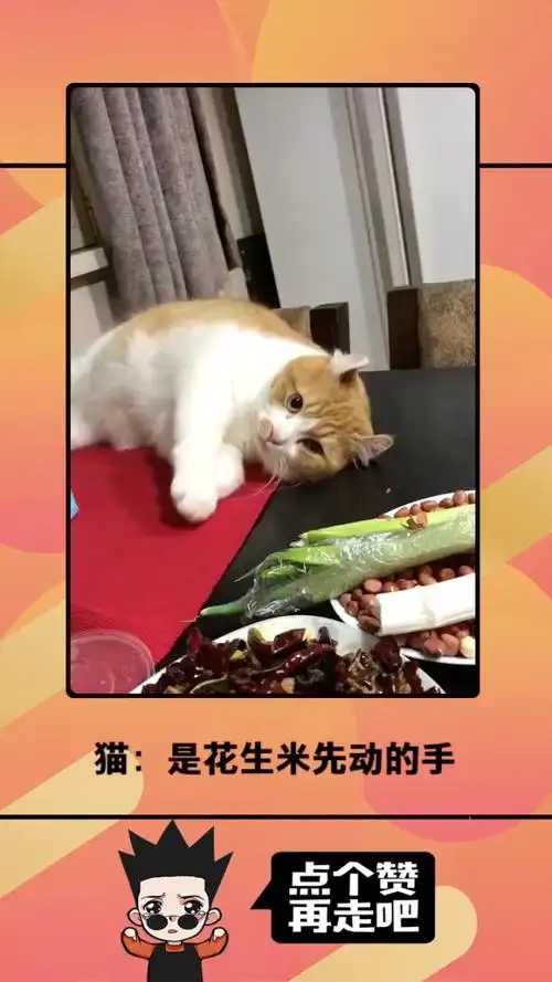 猫:真是花生米先动的手