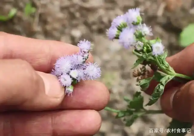 农村人都称这野草为"臭草花",它的花可以止血,你认不认识它