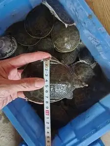 黄沙鳖苗,桂平黄沙鳖苗,珍珠鳖苗,山瑞鳖苗,山瑞苗,甲鱼苗