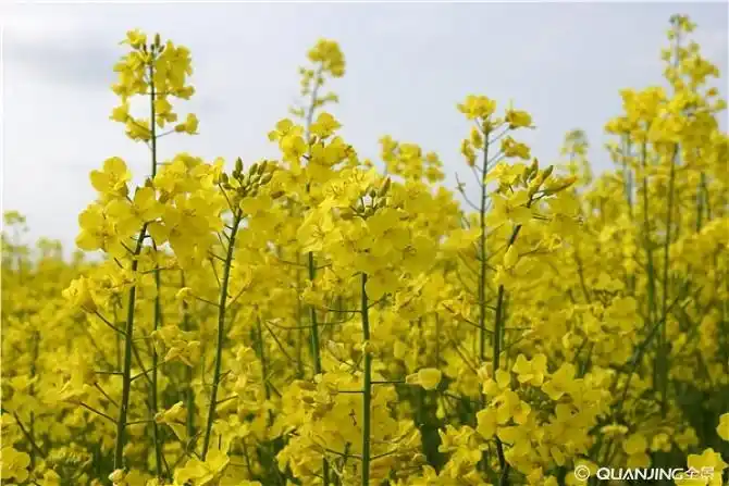 油菜图片_图片大全