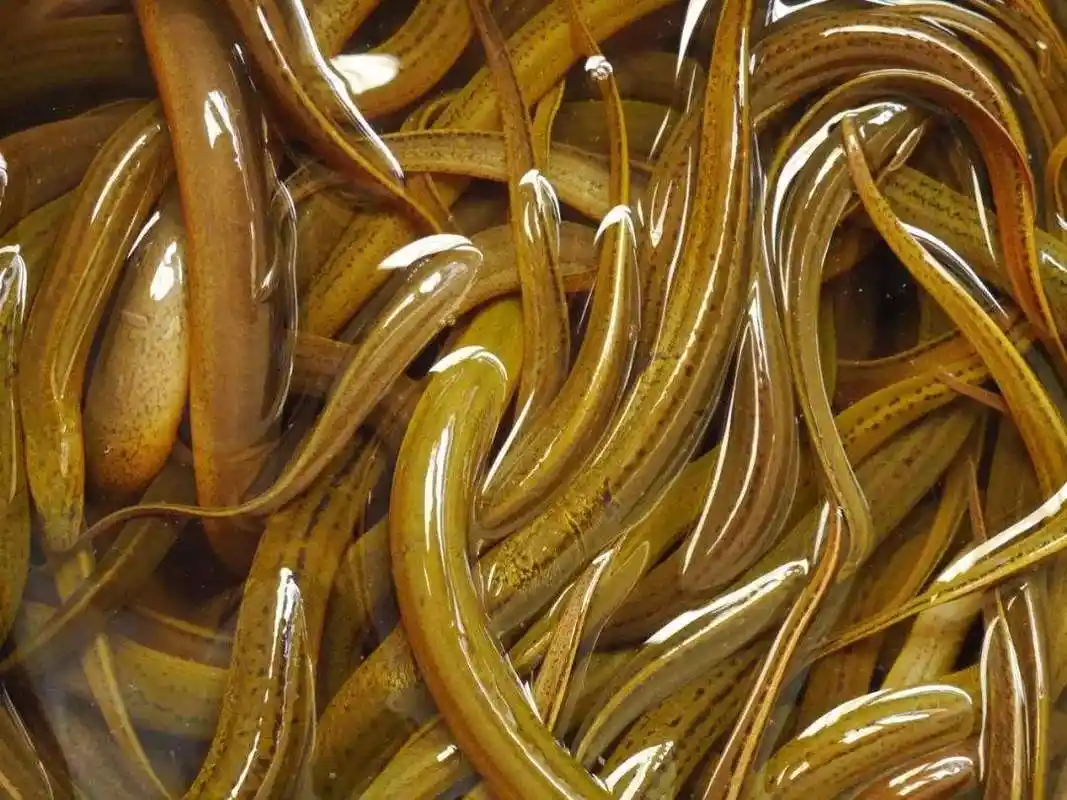 农村老人说野生的鳝鱼,小时候是雌性,长大会变成公的真的吗