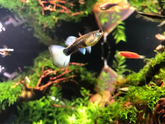 孔雀鱼肚子后方这块黑色的是胎斑吗