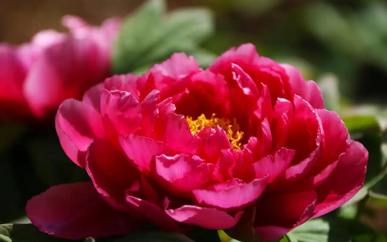 唯美牡丹花摄影高清桌面壁纸