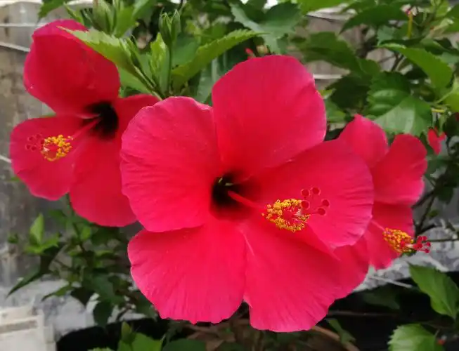 朱瑾花花大艳丽又皮实耐晒