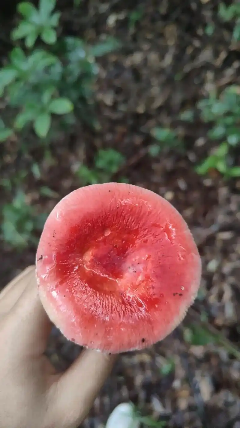 野生菌能不能吃,想问一下,云南的朋友,这个红菇(红菌)是图 - 抖音