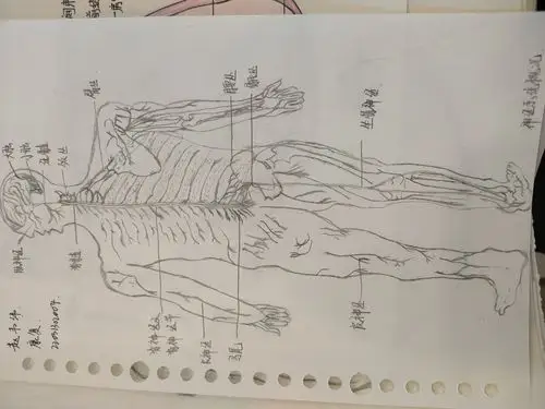 解剖生理学绘画展示