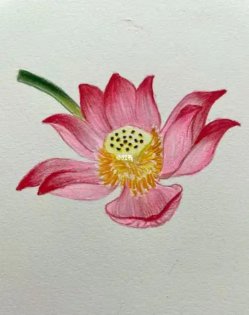 彩铅画一朵荷花