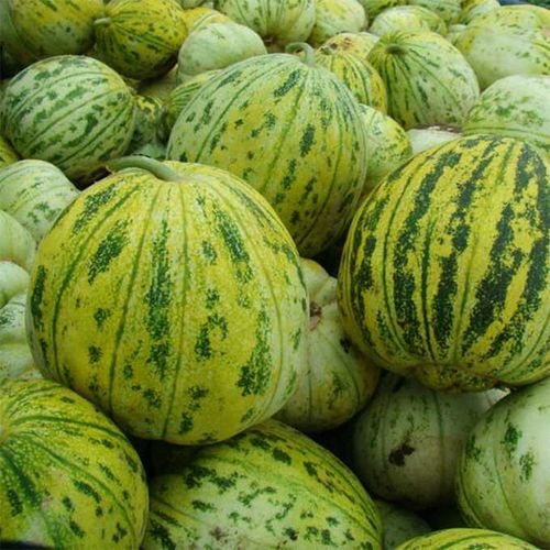 花皮香瓜种子老品种甜瓜籽庭院菜园盆栽大田种植甜面香瓜蔬菜种子 原