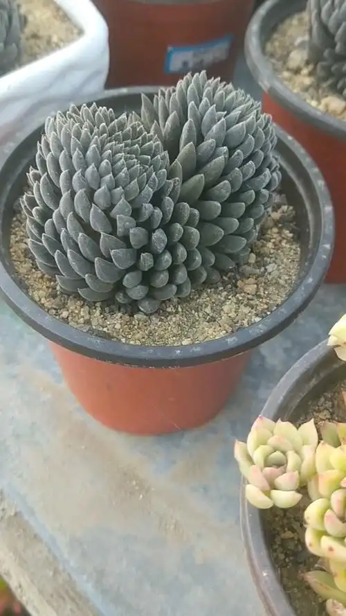 我的小花园#双头都缀化了自肉养百种之～滇石莲