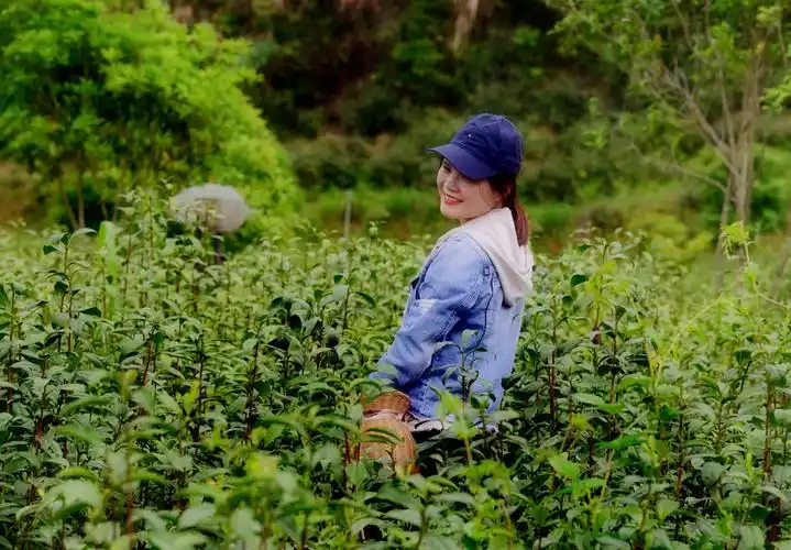 西黄山茶博园当一回采茶姑娘