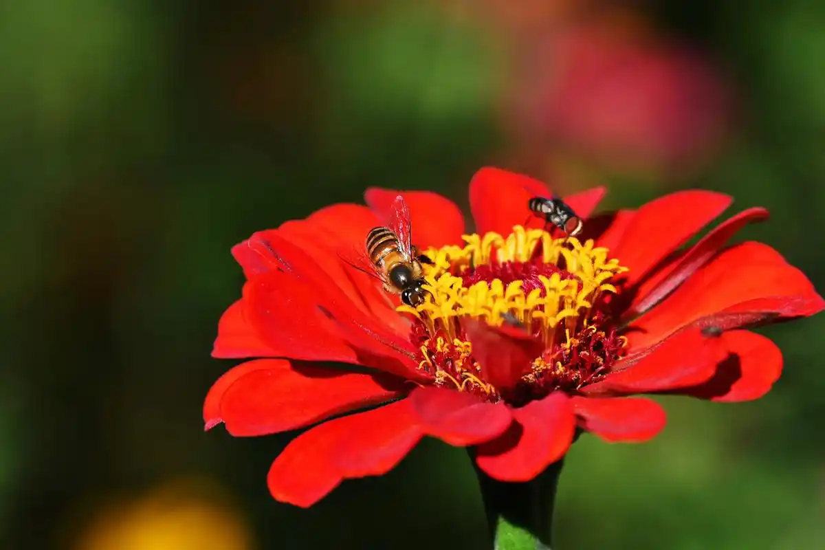 自带bgm的照片.#摄影 #拍照 #虫子 #蜜蜂 这批照片配 - 抖音