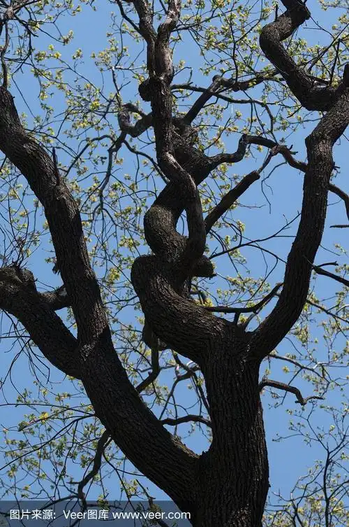 老树枝和蓝天