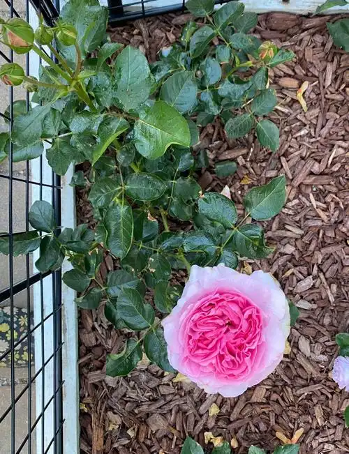 北美月季伊芙系列