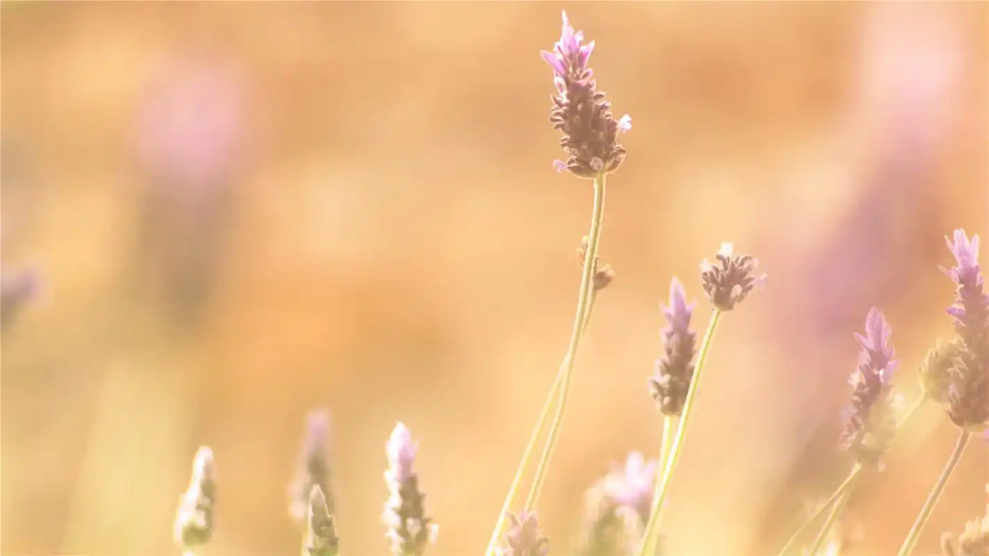 小清新植物花卉唯美高清桌面壁纸