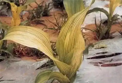 叶面喷施铁肥对作物有什么效果?缺铁症状-【摩尔化工】