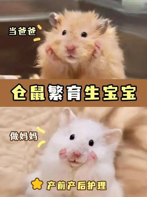 新手养鼠|仓鼠金丝熊繁殖篇73产前产后护理