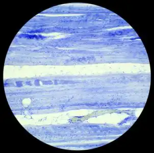 骨骼肌组织纵向切片在显微镜下照片