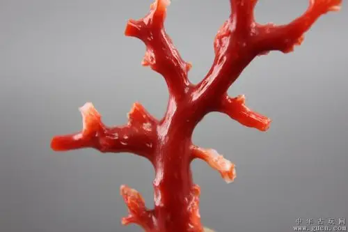 全天然深海阿卡级辣椒红珊瑚枝(sh2)