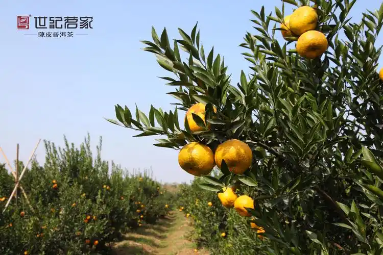 普洱选料:勐海七年陈小金芽普洱熟茶柑果选料:新会天马柑园圈枝柑大红