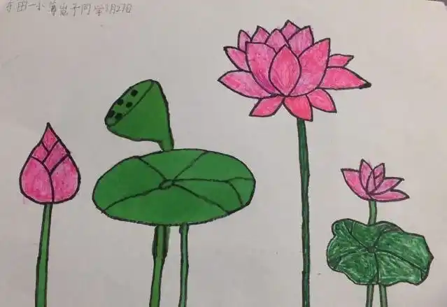 孩子们不仅能用自己的画展示对夏天荷塘美景的喜爱.