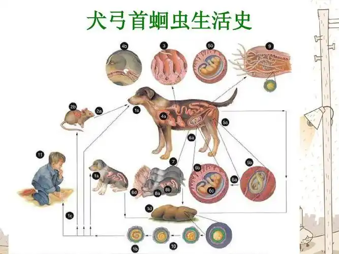 宠物寄生虫线虫部分ppt