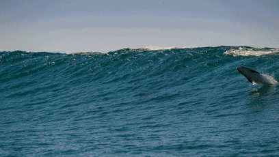 豆瓣99bbc又出了一部神作纪录片