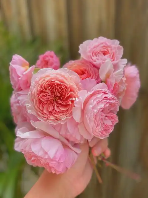 迷人气息英伦月季威廉莫里斯