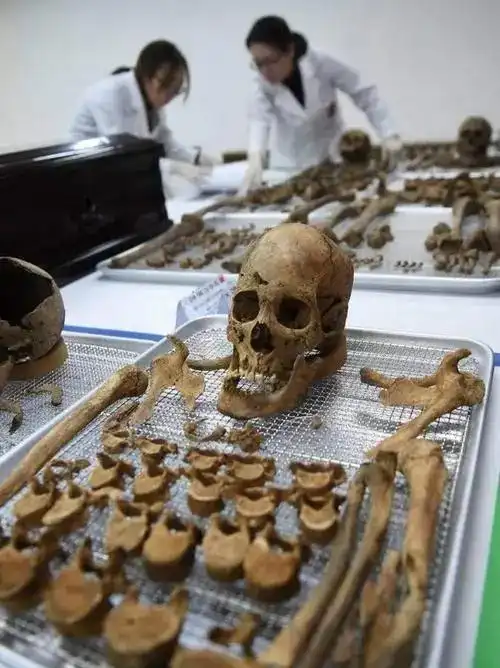 志愿军遗骸如何辨别收集炸成碎片的武器零件dna库鉴定骸骨