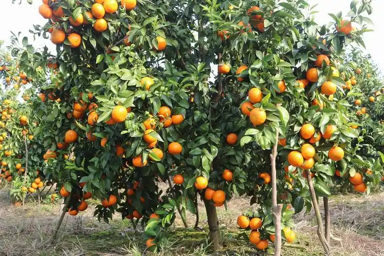 jpg@1280w_1l_2o_100sh