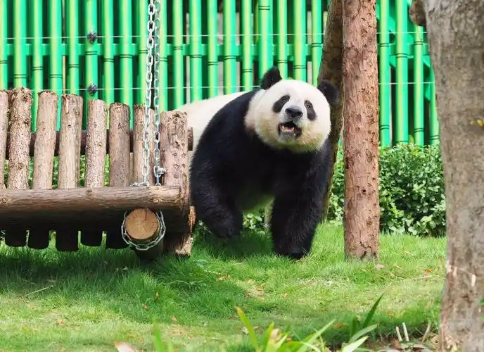 齐河泉城欧乐堡动物王国正式开园