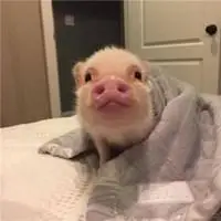 可爱宠物猪撅嘴巴头像_微信头像图片大全