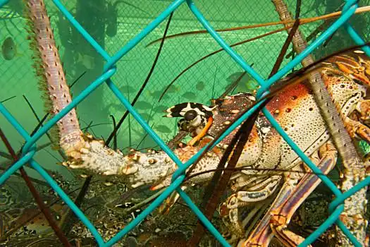 海底龙虾图片_海底龙虾图片大全_海底龙虾图片下载