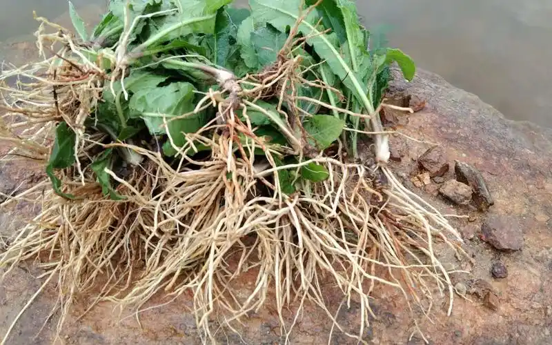 山路边的这种野草,叫(地胆头)也是一种食材煲汤非常美味