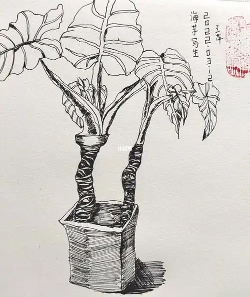 植物写生#创意美术  #写生线描  #室内植物