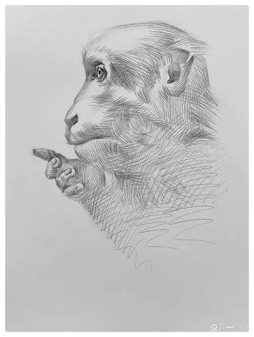 素描动物 素描小猴子97