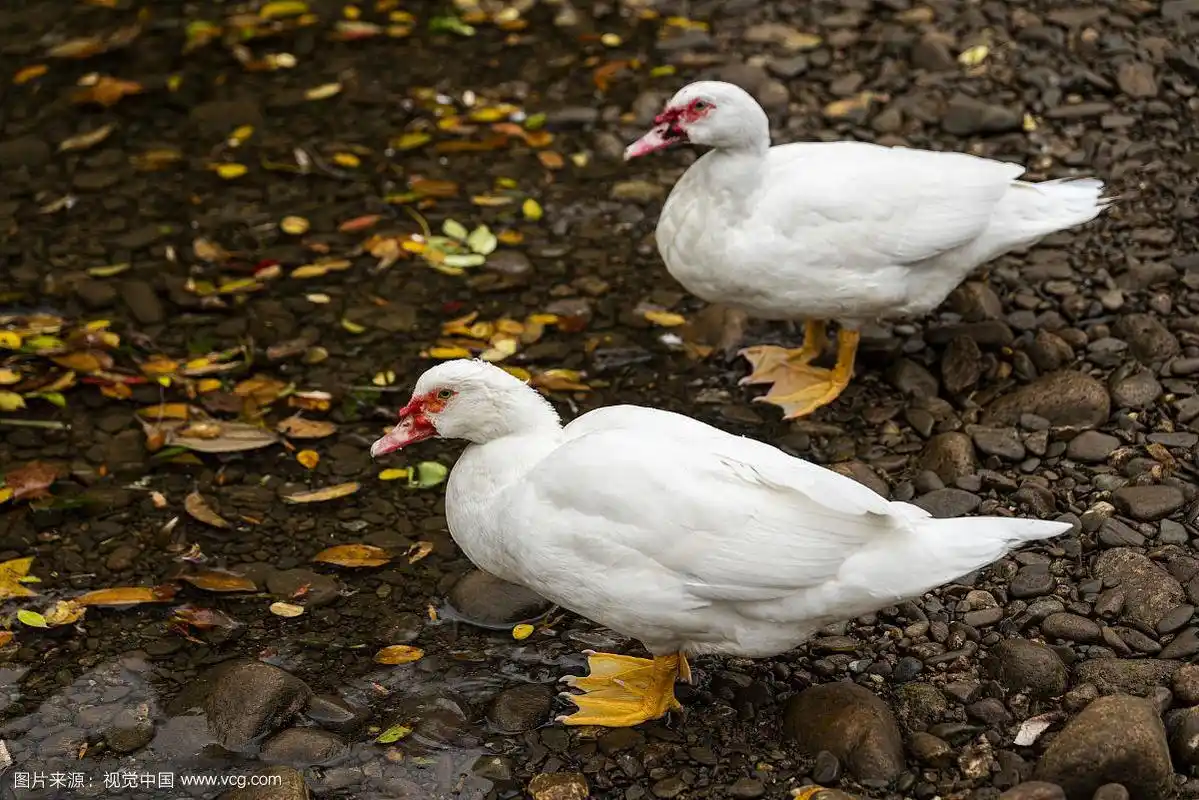 在河边自由觅食的两只美洲雁
