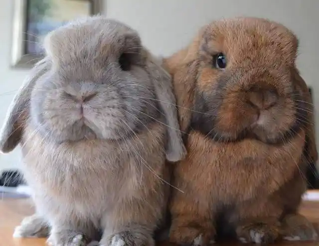 欧洲有多种垂耳兔,"垂耳兔"是它们的通称