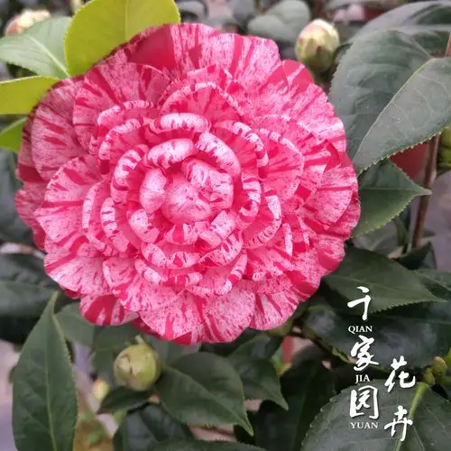 白瑞琪常绿植物四季山茶嫁接瑞琪茶花树苗盆栽白瑞奇时令草本花卉