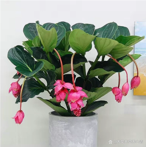 宝莲灯是一种富贵花,它和别的花卉植物不一样,这个花摆在客厅非常高端