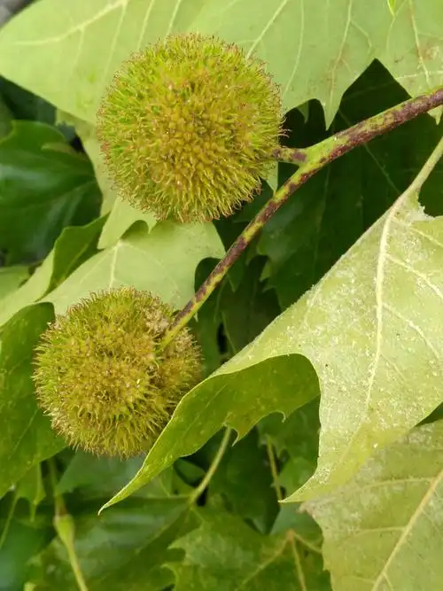 枫树 枫叶 枫球果