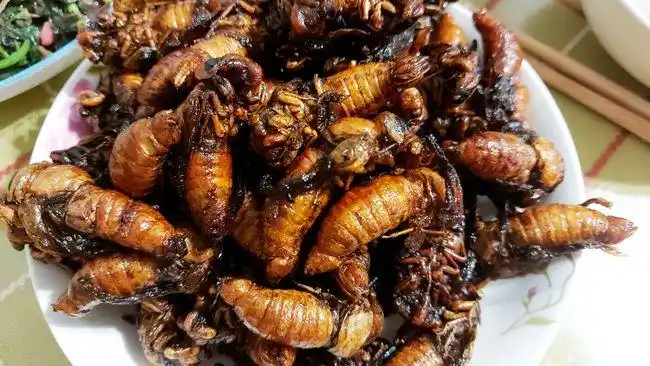 无论是金蝉还是蜕了壳的知了,油炸后风味独特,营养丰富,还有良好的