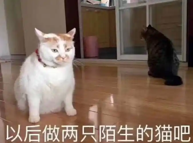 以后做两只陌生的猫吧_陌生_两只_以后表情