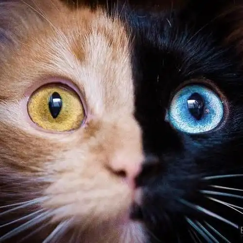 这只双面猫不仅有着阴阳脸还有着蓝绿两色的眼睛,网友:太漂亮了