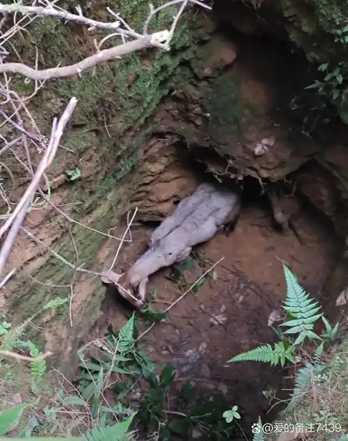 实在对不起,虽然你把生的希望寄托在我的身上,可我